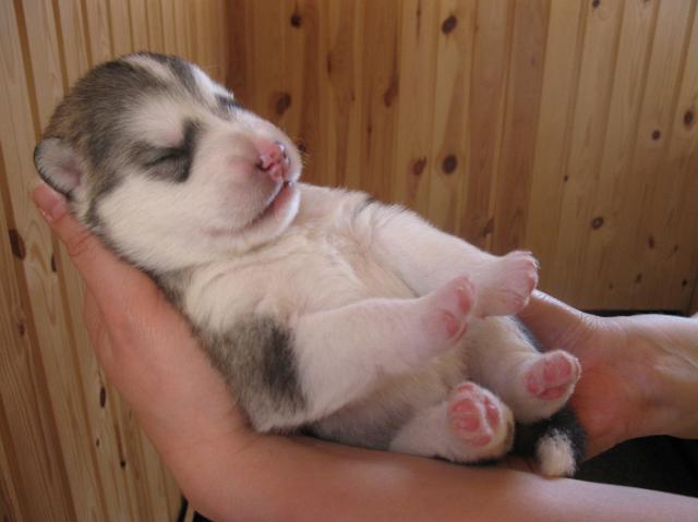 Annan pennut-pups180510_013.JPG - 18.5.2010